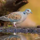 قمري للبيع مفرزن