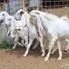 جفرات مصريات بيض مطوره صنف الصنف العدد 4 با الفحل دفيع