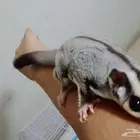 سنجاب الطائر