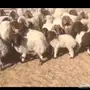 ظان ولد نعيمي 