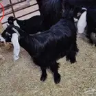 ماعز عارضي