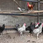 للبيت ديكه هجين تركي   فيومي مع بلدي