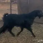 2 تيوس فحول رباع وسديس