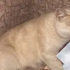فطة مع صغارها للتبني بالحوية