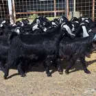 جفرات عوارض تأسيس مراح دفيع مقاني العدد 27 للقناي