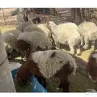 بهم نعيم