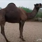بعير احمر كفو