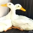 حفرالباطن