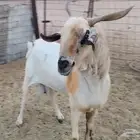 فحل بيشي اكحل صنف