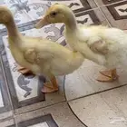 بط للبيع كبير