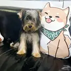 Yorkishaier يوركي شاير