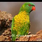 ببغاء لوري تركيبه