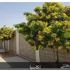 بذور شجره اكا سيا جلوكا