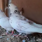 قطايف بالخرج