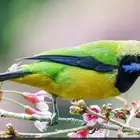 لأصحاب النوادر وهواة الطيور المغردة