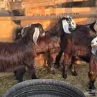 تيوس للبيع جدة الغولا
