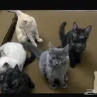 تبني قطط ضمد