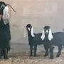 عنز تحتها جفرتين