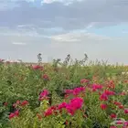 اشجار ليمون صيني وكيمكوات وانواع اخرى من الحمضيات