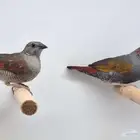 لهواة الفينش جوز بتيليا فينش