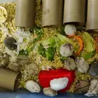 هامستر روسي للبيع