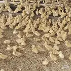 صوص بط بكيني