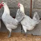 مطلوب دجاج فيومي المنيوم