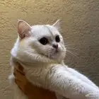 قط ذكر للبيع لمحبين الإنتاج