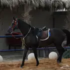 حصان كبير وسيسيات للإيجار
