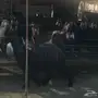 معزا  مشاكيل  بفحلها 