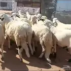 سواكن بيض شبيه الحري