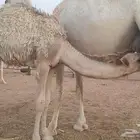 قعدان فاخره تحت امهاتها عمرها 8 شهور