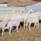 ضان متابيع للبيع ( بيشه )