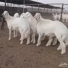 ذبايح جزلة ناهية