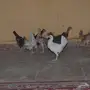 صوص دجاج