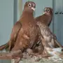حمام خوارج