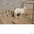 خروف جامع صنف الصنف جبر ومقام ماشاء الله تبارك الله