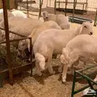 طليان ذبايح مناسبات حريه شحم