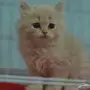 كيتن شيرازي مون فيس