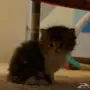قطتين شيرازي