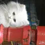 قطة شيرازية مون فيس