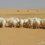 غنم حريات