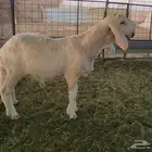 ساكني أبيض