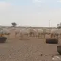 للبيع غنم حريات عددها 280 وتحتها 80 