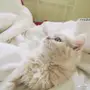 شيرازي عمره شهر ونص 