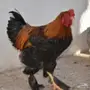دجاج برهما 