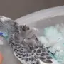 ازواج طيور هوقو بادجي 