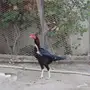 ديك باكستاني 
