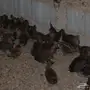 صوص صيصان فيومي احمر ودندراوي