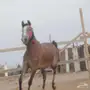 للبيع مهره شعبية فاخرة...